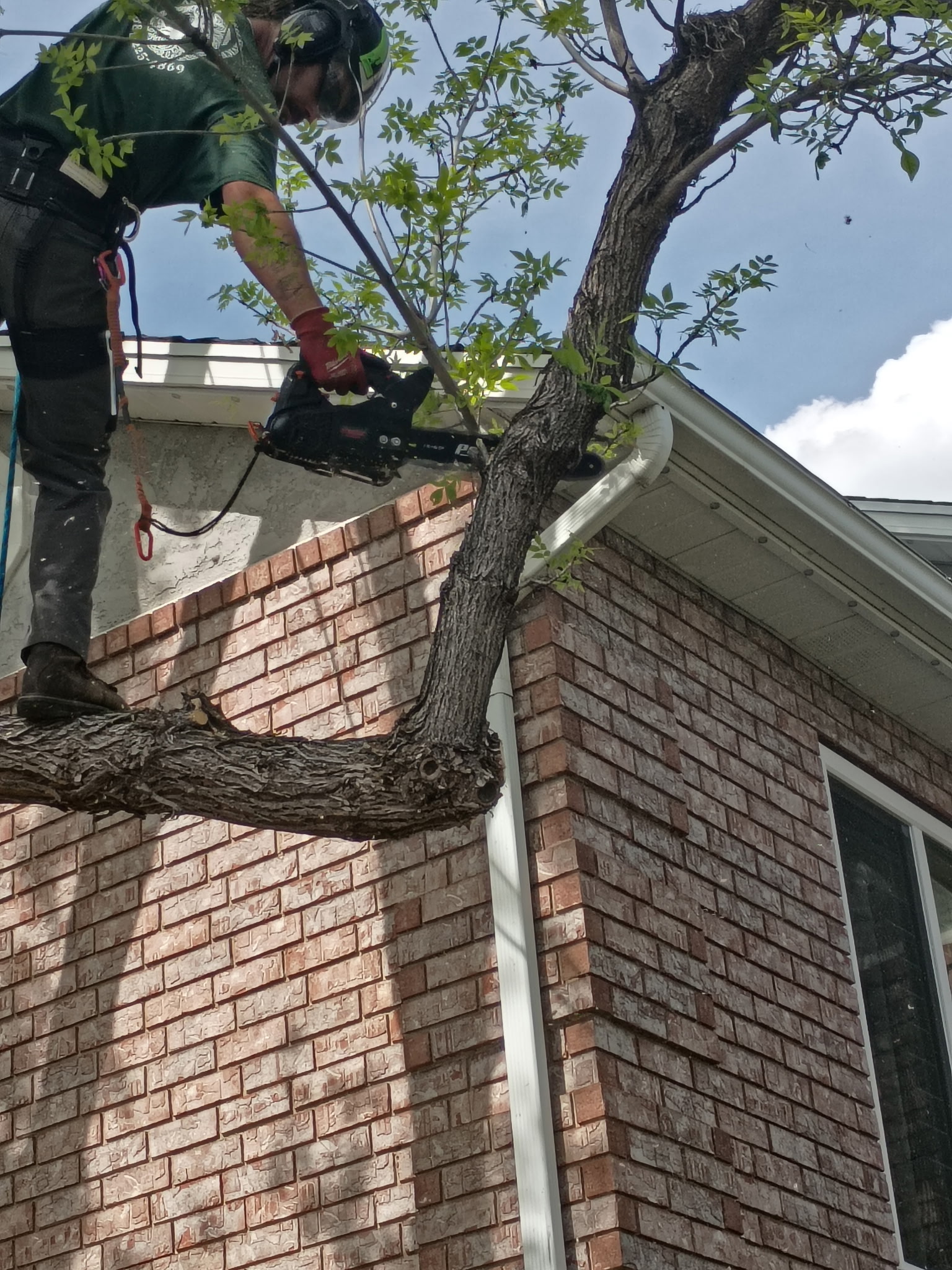 Tree trimming work