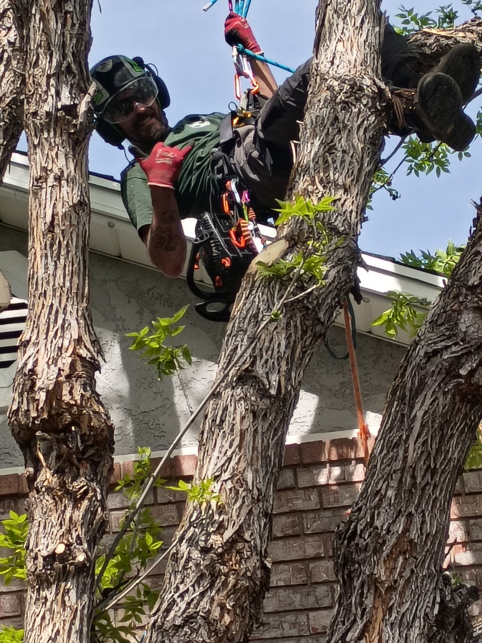 Tree work in progress