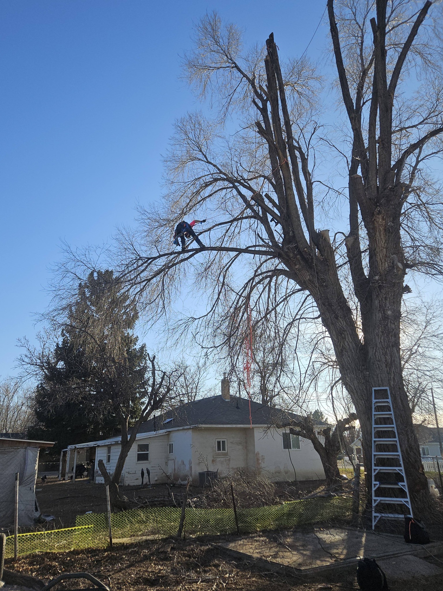 Tree removal in progress