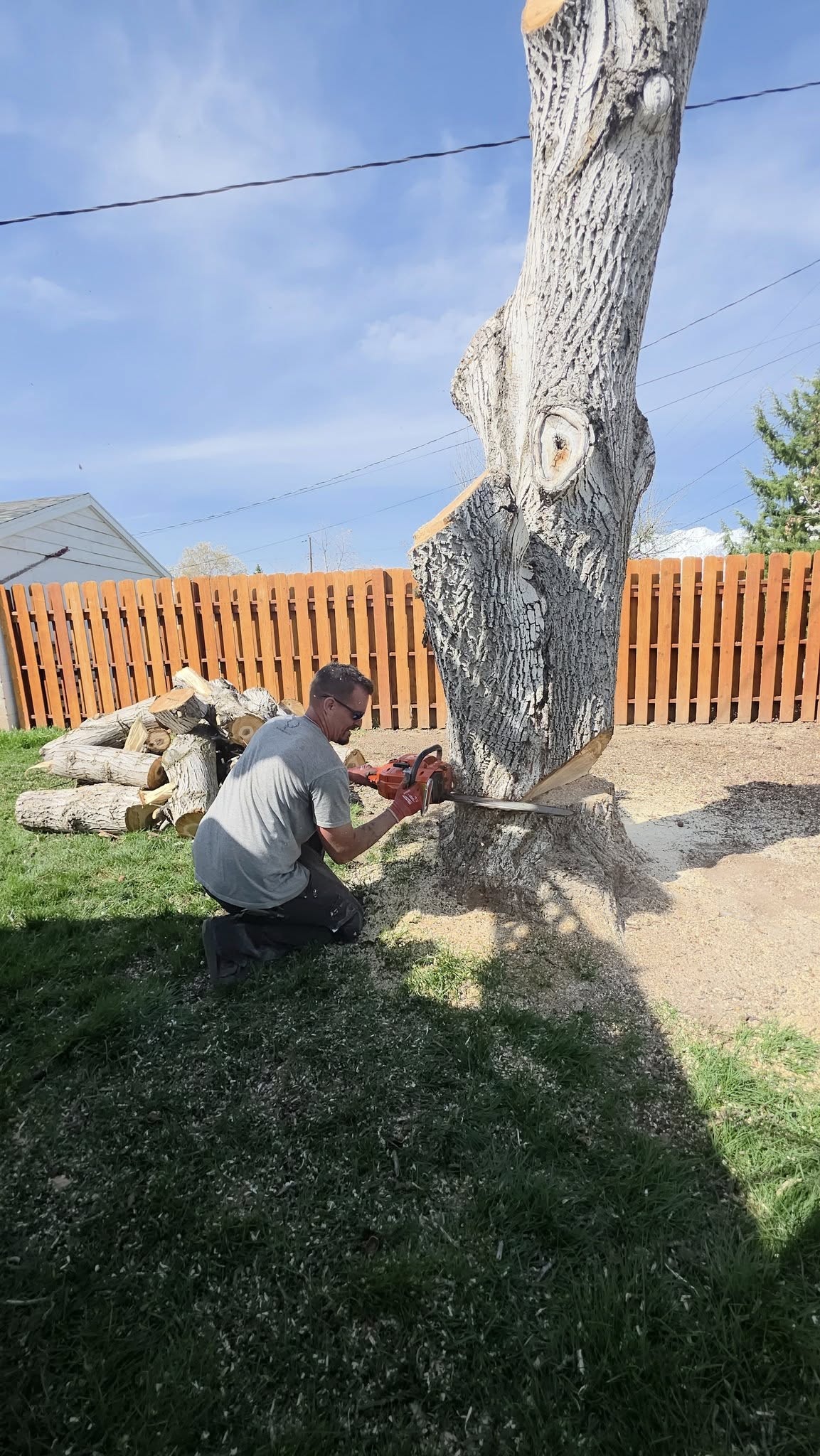 Daniel Anderson cutting a tree