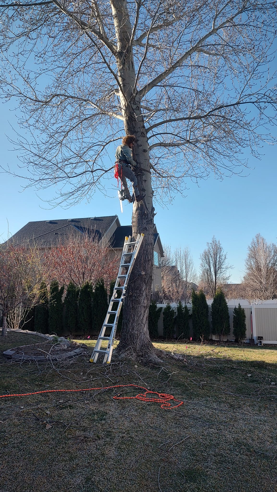 Tree trimming work