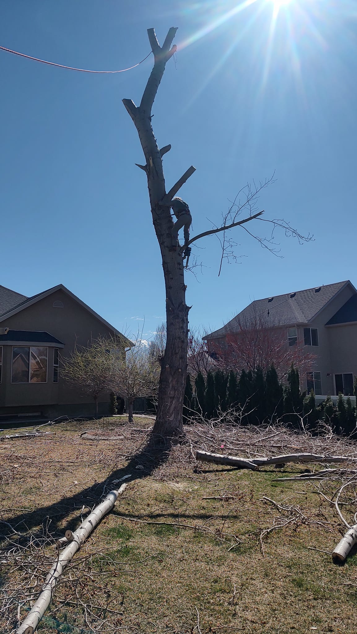 Climbing high for tree work