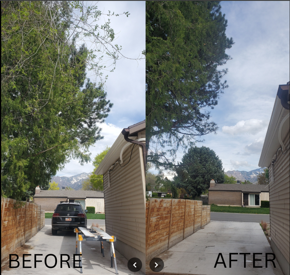 Before and after tree trimming