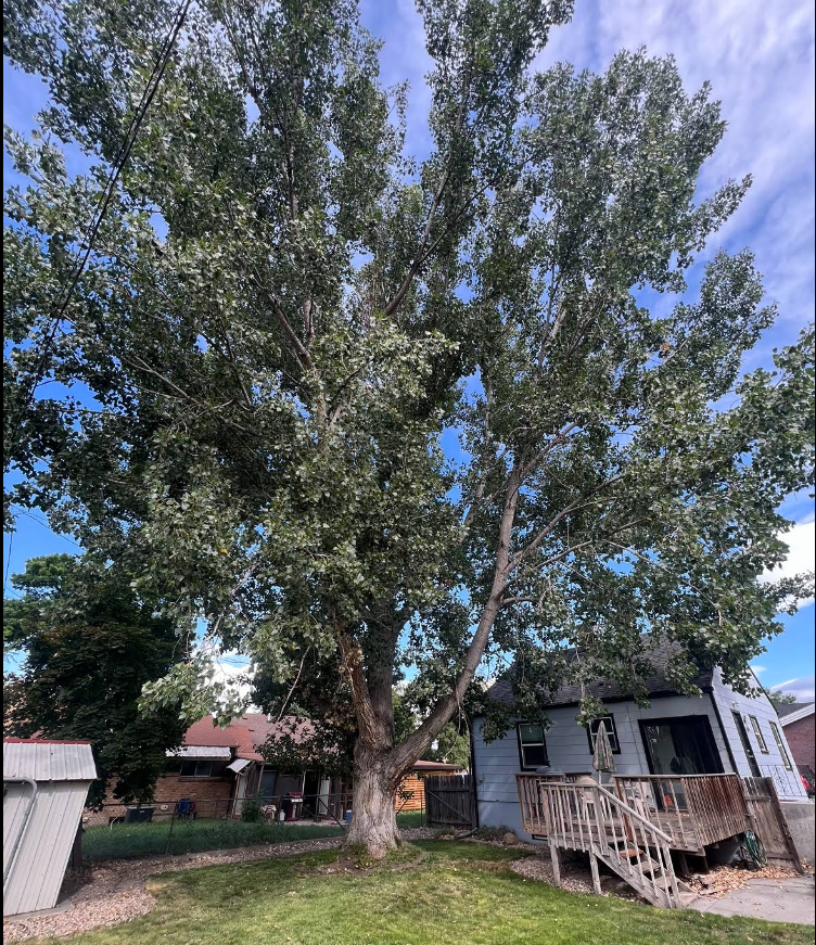 Before tree trimming